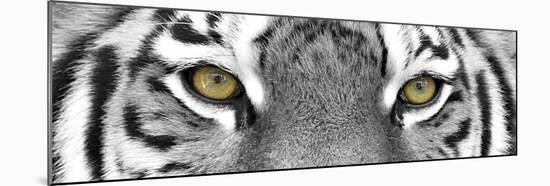 Tiger-PhotoINC-Mounted Photographic Print