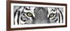 Tiger-PhotoINC-Framed Photographic Print