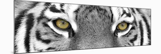Tiger-PhotoINC-Mounted Photographic Print
