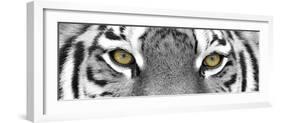 Tiger-PhotoINC-Framed Photographic Print