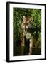 Tiger-null-Framed Photographic Print