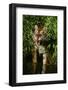 Tiger-null-Framed Photographic Print