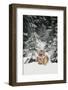 Tiger-null-Framed Photographic Print