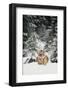 Tiger-null-Framed Photographic Print