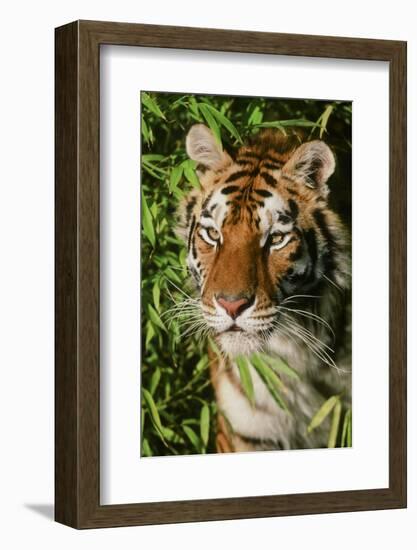 Tiger-null-Framed Photographic Print