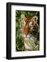 Tiger-null-Framed Photographic Print