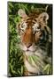 Tiger-null-Mounted Photographic Print