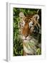 Tiger-null-Framed Photographic Print