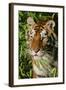 Tiger-null-Framed Photographic Print