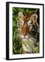 Tiger-null-Framed Photographic Print