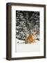 Tiger-null-Framed Photographic Print