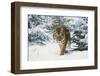Tiger-null-Framed Photographic Print
