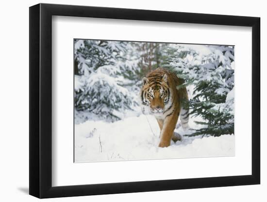 Tiger-null-Framed Photographic Print