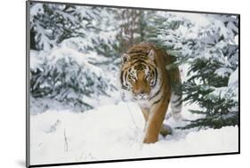 Tiger-null-Mounted Photographic Print