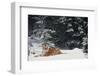 Tiger-null-Framed Photographic Print