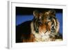 Tiger-null-Framed Photographic Print