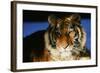 Tiger-null-Framed Photographic Print