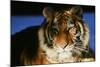 Tiger-null-Mounted Photographic Print