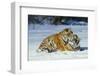 Tiger-null-Framed Photographic Print