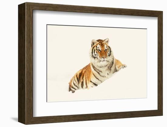 Tiger-null-Framed Photographic Print