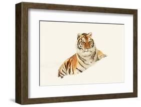 Tiger-null-Framed Photographic Print