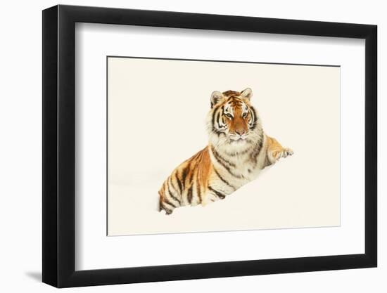 Tiger-null-Framed Photographic Print