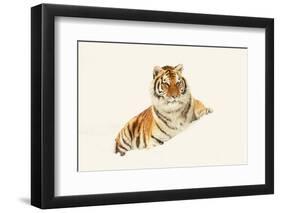 Tiger-null-Framed Photographic Print