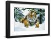 Tiger-null-Framed Photographic Print