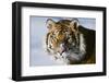 Tiger-null-Framed Photographic Print