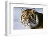 Tiger-null-Framed Photographic Print