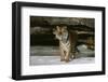 Tiger-null-Framed Photographic Print