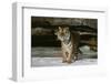 Tiger-null-Framed Photographic Print