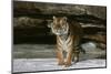 Tiger-null-Mounted Photographic Print