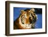 Tiger-null-Framed Photographic Print