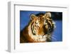 Tiger-null-Framed Photographic Print