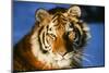 Tiger-null-Mounted Photographic Print