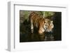 Tiger-null-Framed Photographic Print