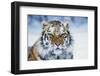 Tiger-null-Framed Photographic Print