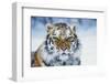 Tiger-null-Framed Photographic Print