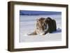 Tiger-null-Framed Photographic Print