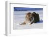 Tiger-null-Framed Photographic Print