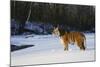 Tiger-null-Mounted Photographic Print