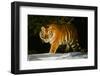 Tiger-null-Framed Photographic Print