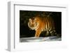 Tiger-null-Framed Photographic Print