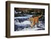 Tiger-null-Framed Photographic Print