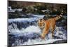 Tiger-null-Mounted Photographic Print