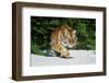 Tiger-null-Framed Photographic Print