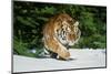 Tiger-null-Mounted Photographic Print