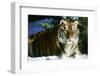 Tiger-null-Framed Photographic Print