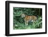 Tiger-null-Framed Photographic Print